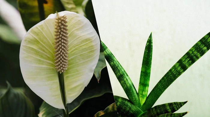 Neće biti plijesni i kondenzacije: imenovane su 4 sobne biljke koje kontroliraju vlažnost